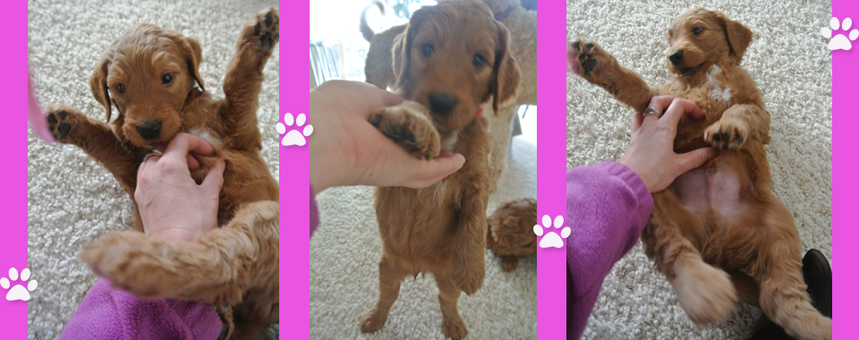 Oregon Goldendoodle Puppies
