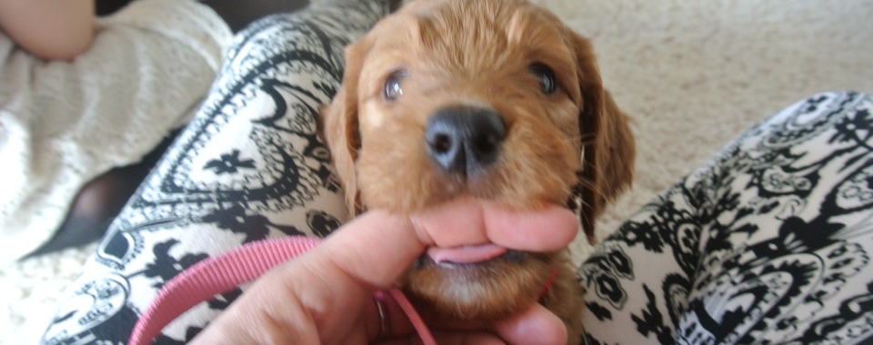 Goldendoodle Puppies