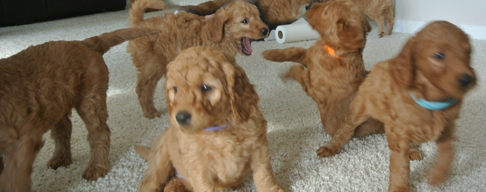 Portland Goldendoodle Puppies