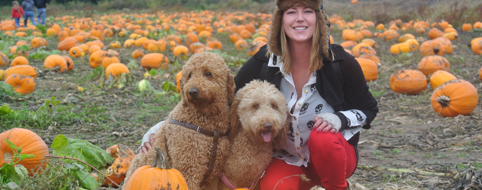 Caramel Goldendoodle Puppies