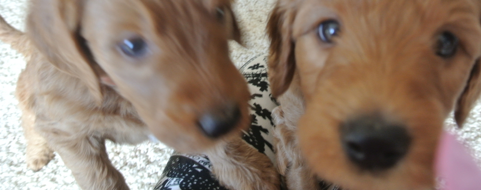 Goldendoodle Stud