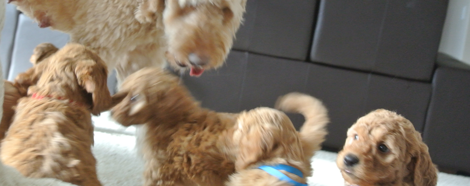 Apricot Goldendoodle Puppies