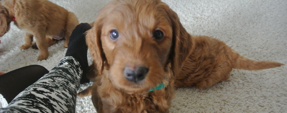3rd Generation Goldendoodle Puppies