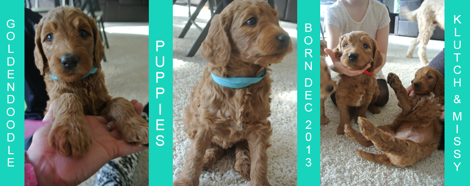 3rd Generation Goldendoodles