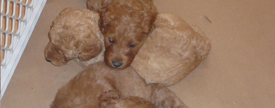 Goldendoodle Puppy
