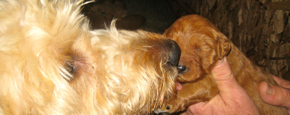 Goldendoodle Puppy Portland