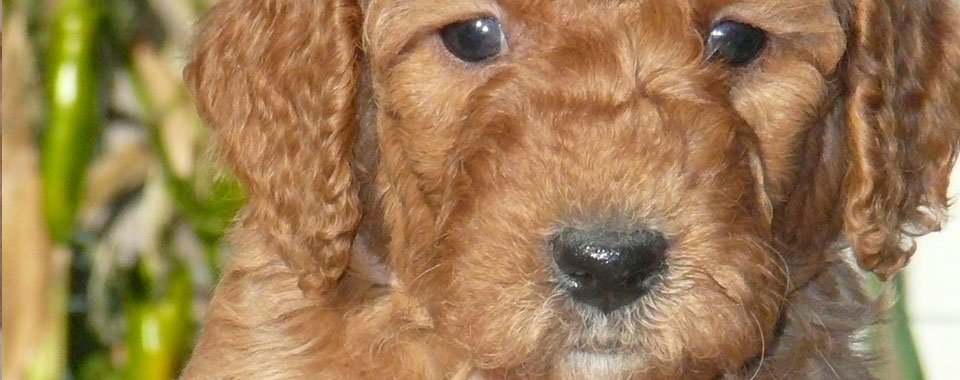 Portland Goldendoodle Puppy