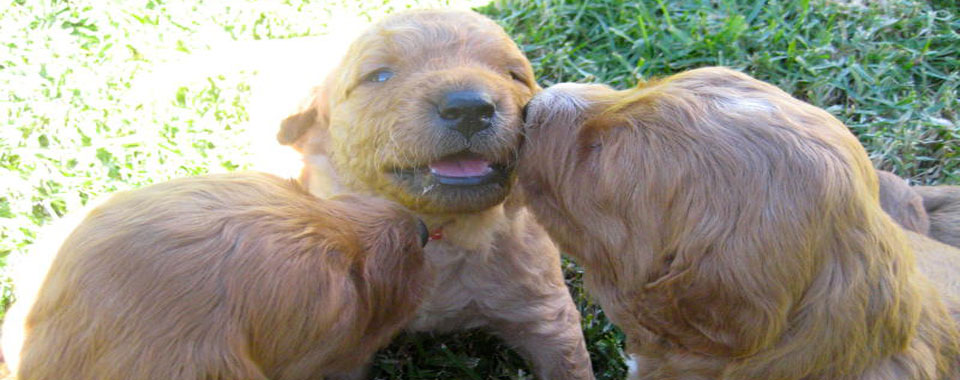 Goldendoodle Puppy For Sale