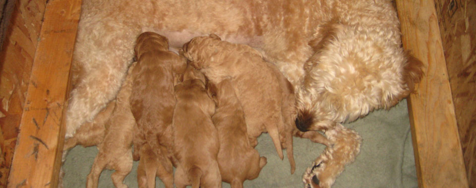 Goldendoodle Puppy Ready For Homes