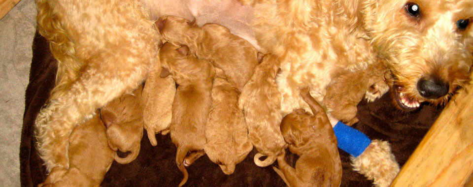 Goldendoodles