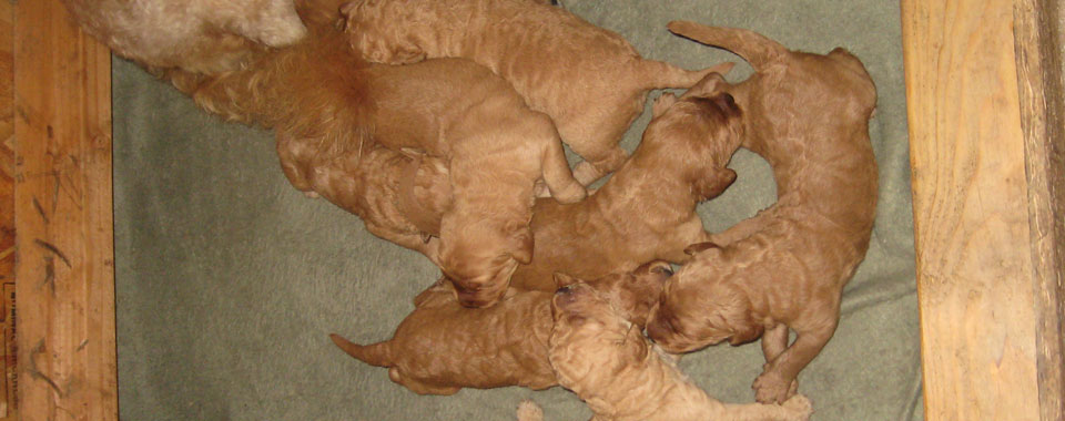 3rd Generation Goldendoodles