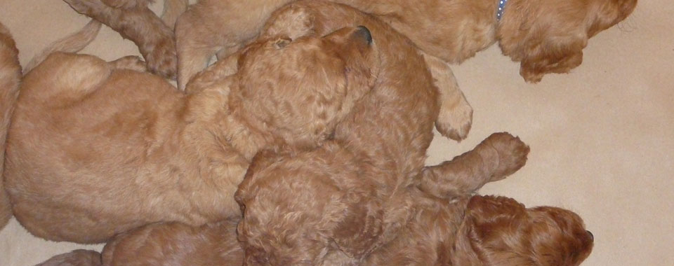 3rd Generation Goldendoodles Portland