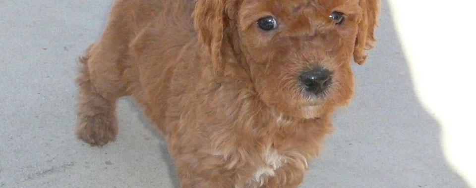 Goldendoodle Puppy's Portland