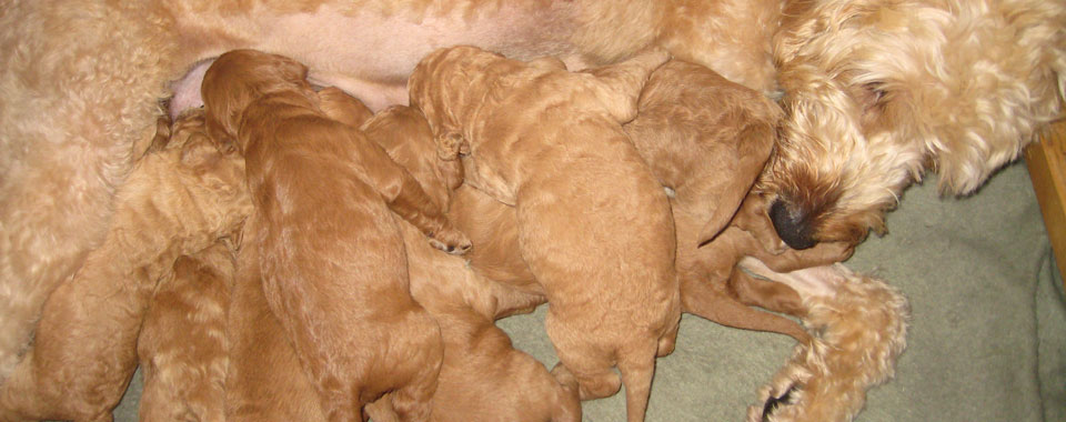 Portland Puppies