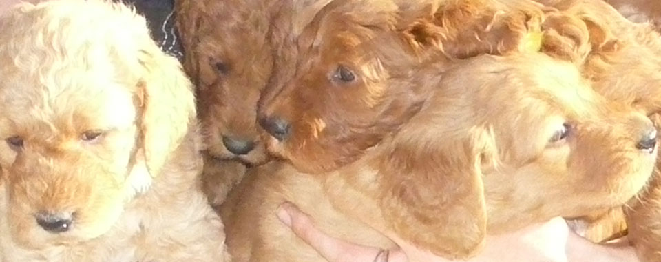Goldendoodle Stud Service